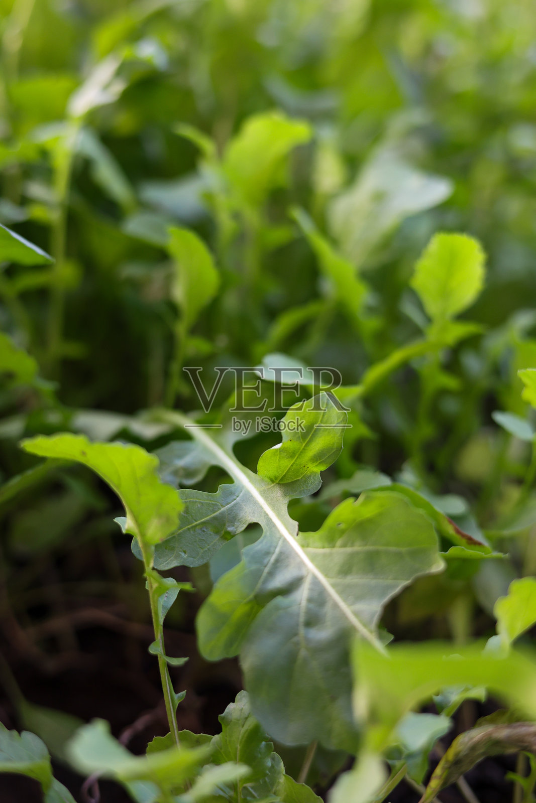 新鲜的芝麻菜。花园里的可食用香草。照片摄影图片