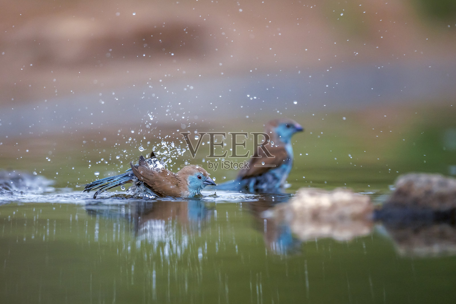 南非大克鲁格国家公园的蓝胸蜡嘴雀照片摄影图片