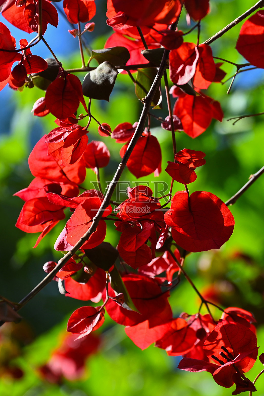 三角梅照片摄影图片