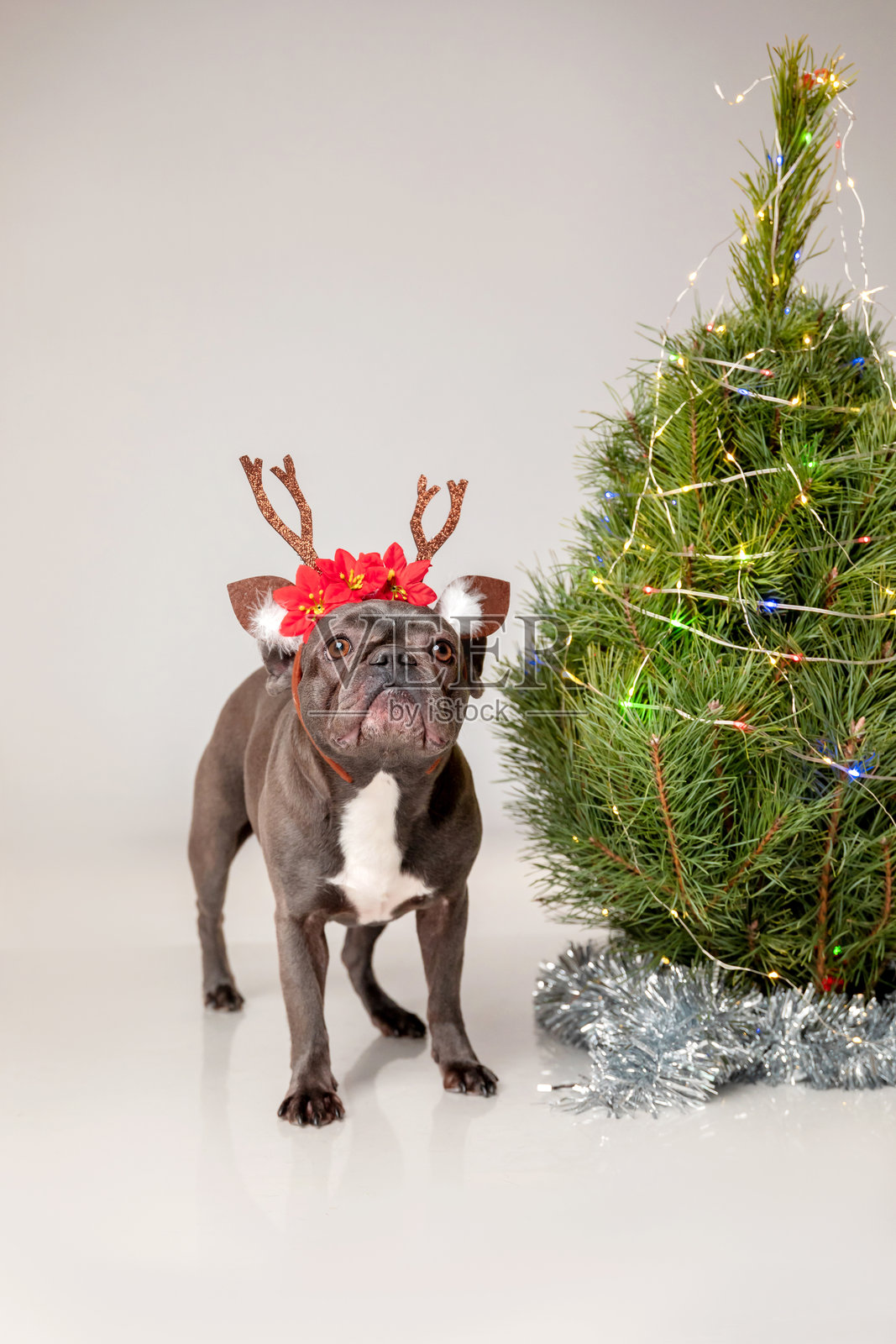圣诞树旁戴着驯鹿角的法国斗牛犬照片摄影图片
