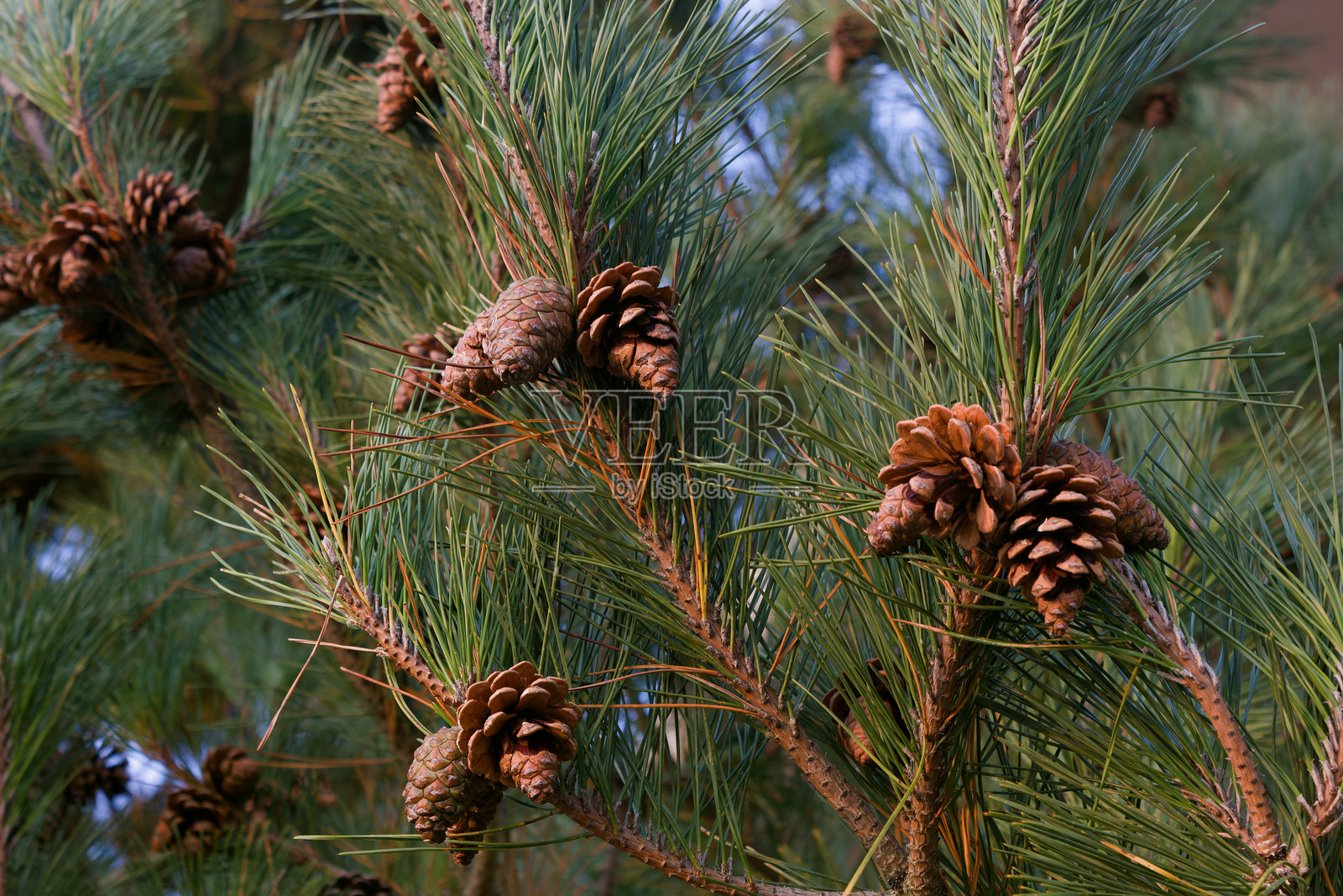 松果和松针特写在常绿树枝上照片摄影图片