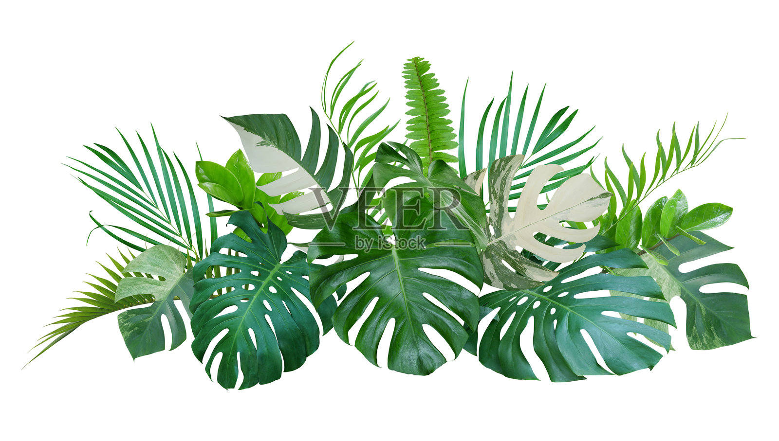 一束热带绿叶植物装饰,自然背景,孤立在白色背景上照片摄影图片