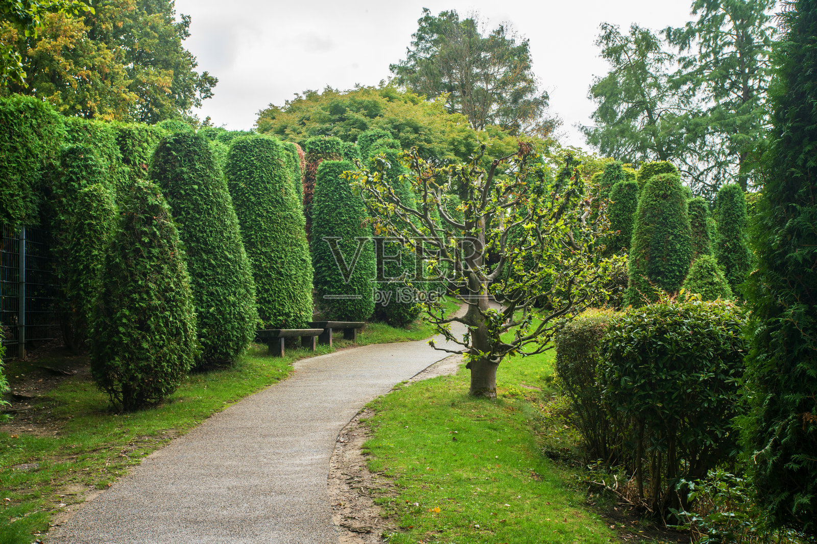俯瞰位于波恩的日式花园中的树木(可能是侧柏)照片摄影图片