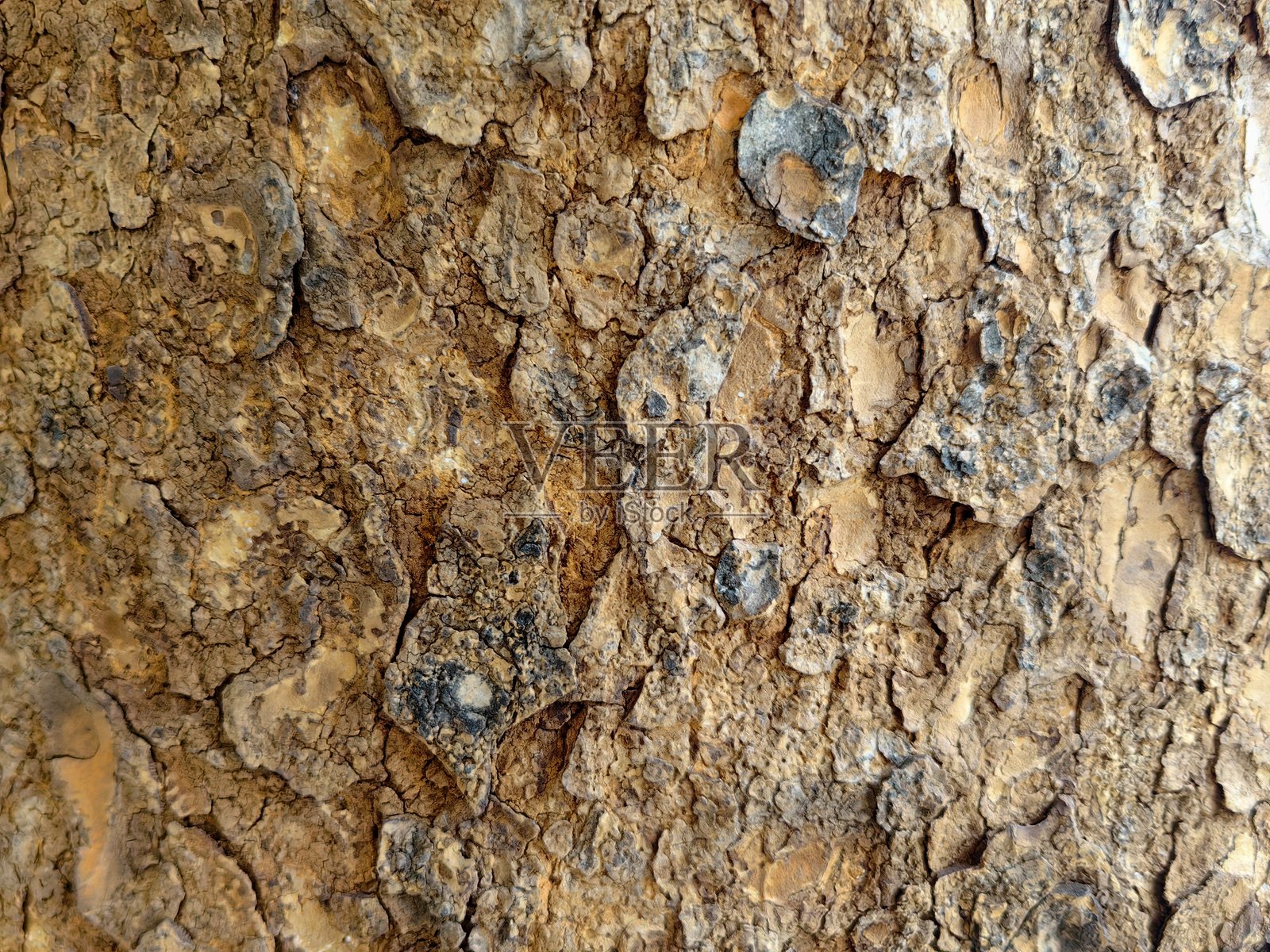 特写镜头,展示了非常突出的树皮纹理,有许多缝隙、裂痕和凸起的层次。照片摄影图片