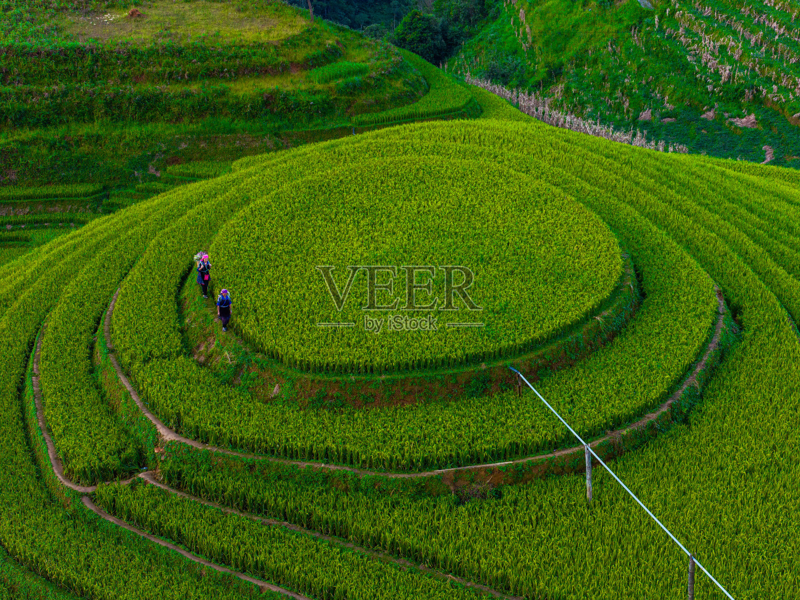越南北部穆江寨镇,苗族女孩在金色梯田上的鸟瞰图。越南安沛省丰收季节美丽的梯田。照片摄影图片