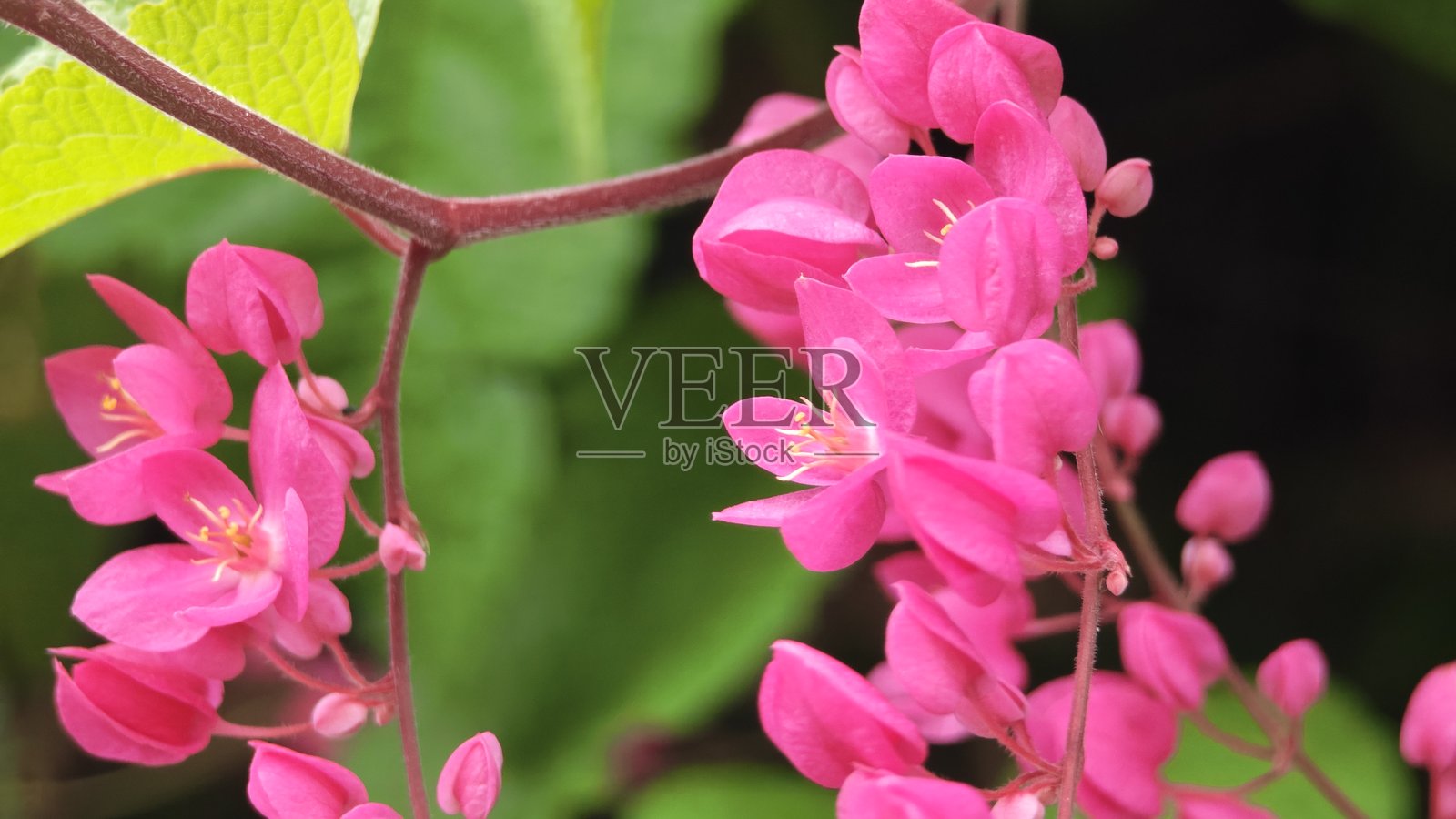 粉色珊瑚藤花朵盛开照片摄影图片