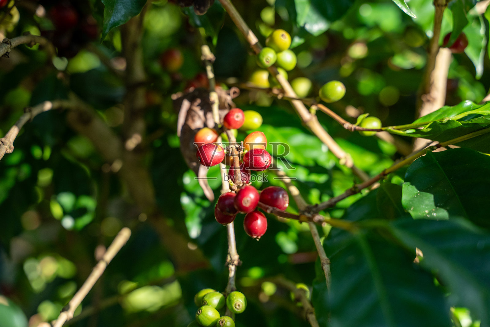 近距离拍摄的成熟红色咖啡樱桃,生长在郁郁葱葱的绿色种植园的树枝上,树叶和果实象征着农业、有机农业和自然清新。照片摄影图片