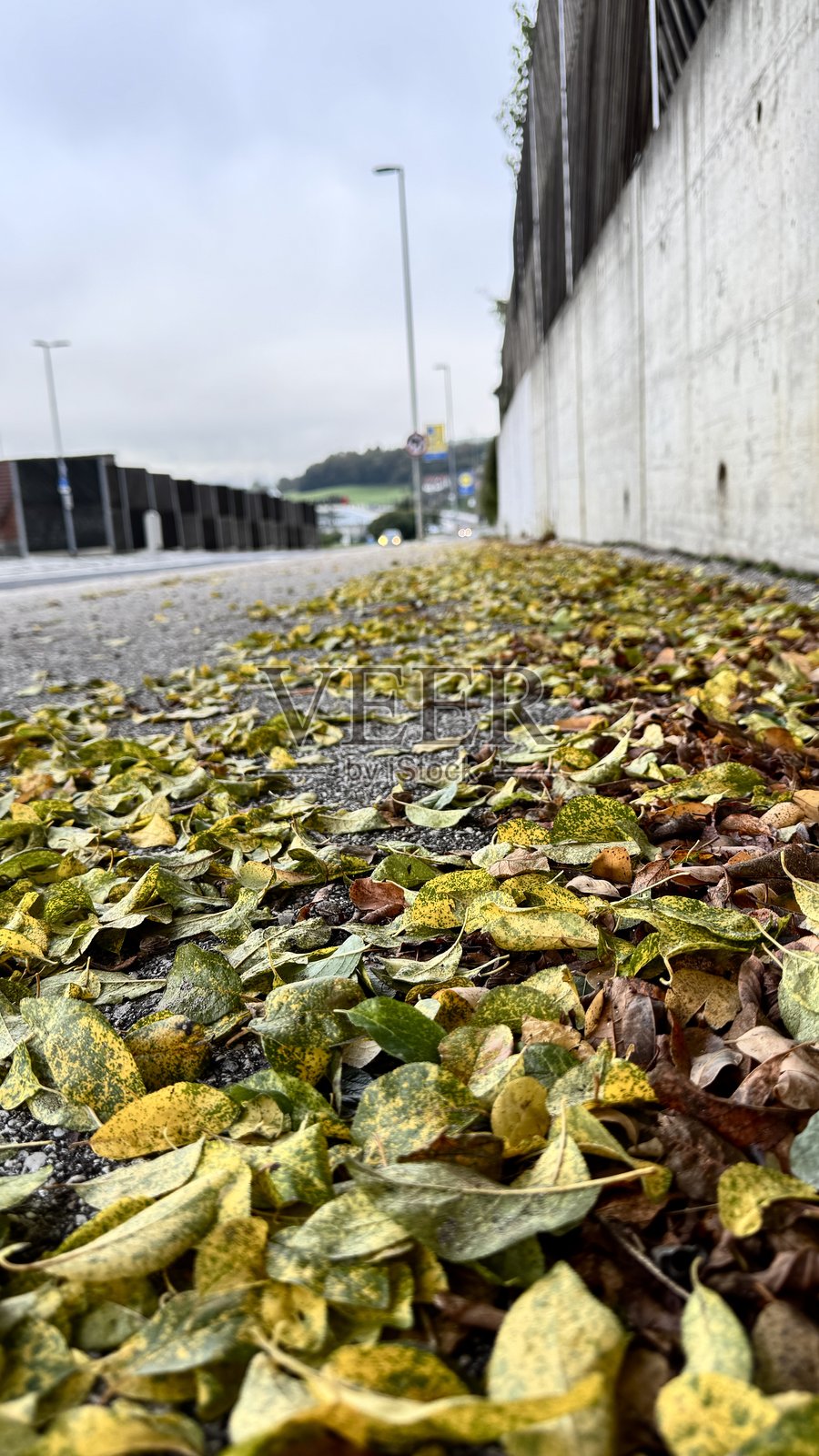 路上的树叶照片摄影图片
