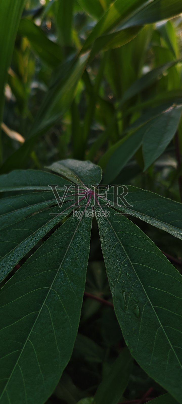 一株深绿色木薯(树薯)叶子的细节垂直特写,在茂密的田野中,以柔和的自然光展现其独特的裂叶结构和中央的红褐色叶脉。照片摄影图片