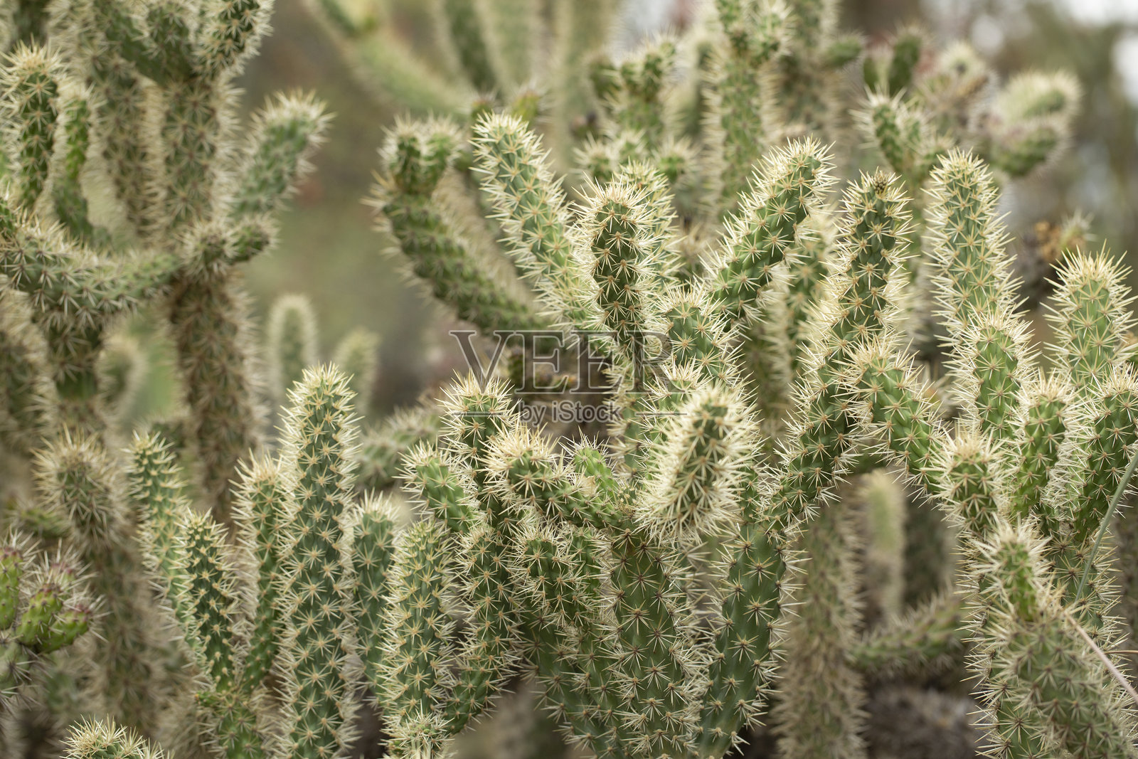蒙氏仙人掌照片摄影图片