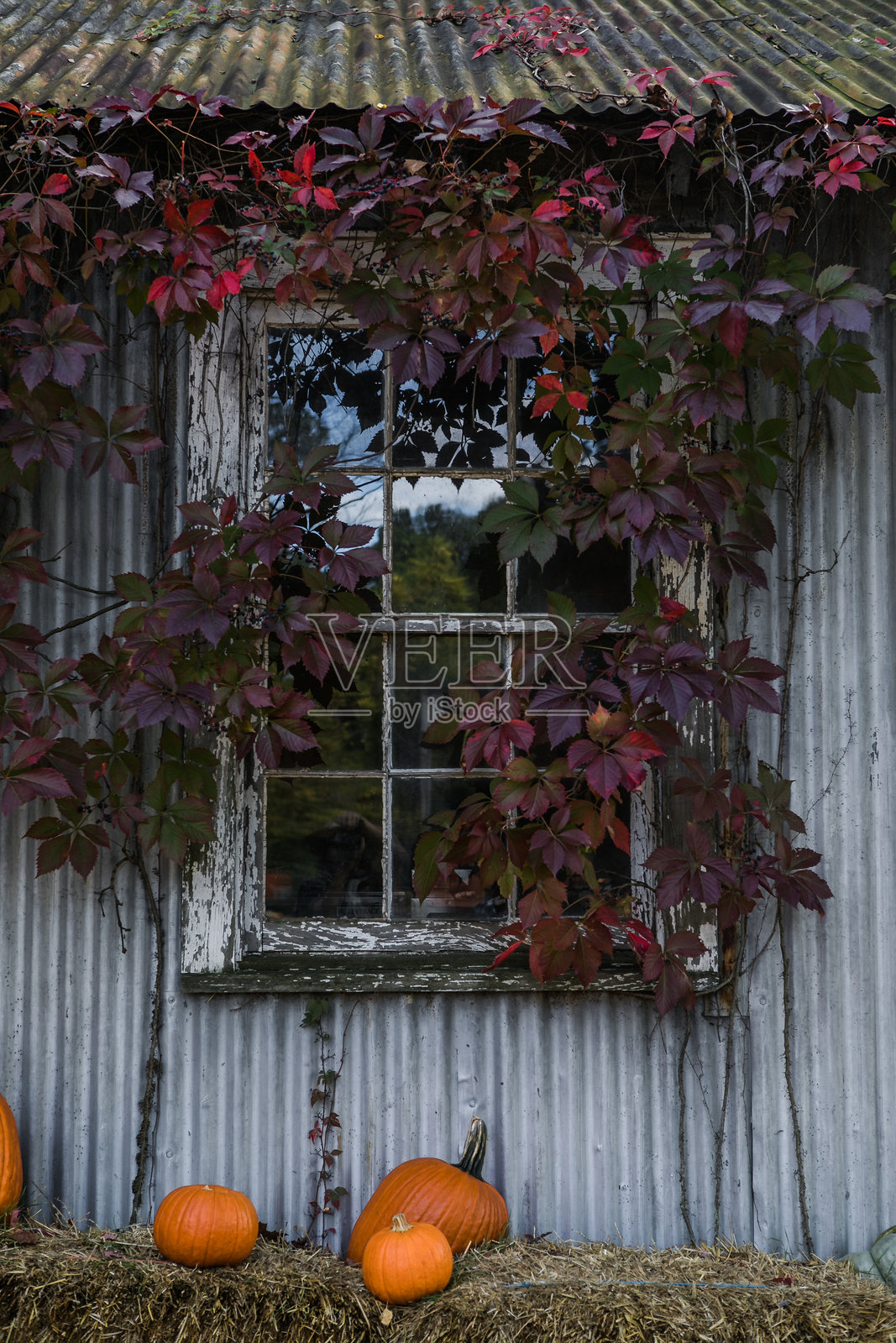 覆盖着红色常春藤叶子的古朴乡村窗户,周围环绕着干草上的南瓜,捕捉了秋季乡村的魅力。照片摄影图片