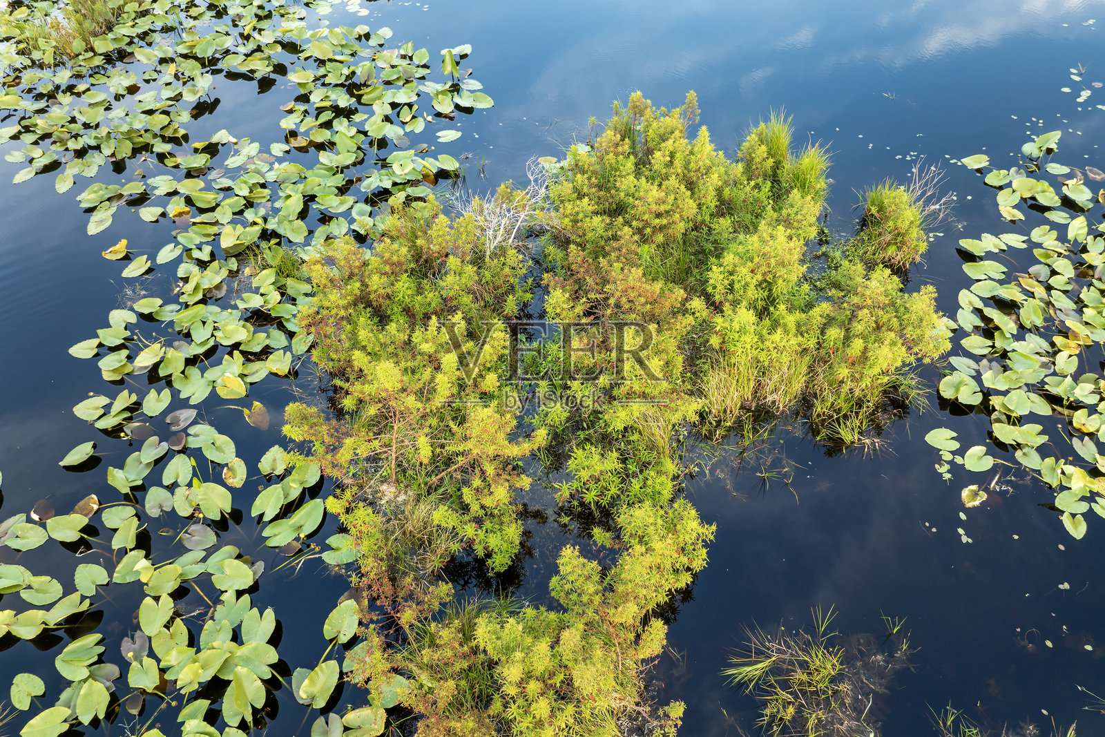 阳光明媚的南方热带湿地,森林湖水上的田园风光。阳光灿烂的佛罗里达州自然风光。照片摄影图片