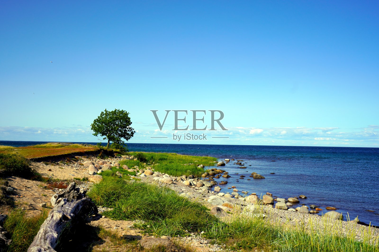 波罗的海沿岸的浮木和树,靠近基维克和维特莫拉,厄斯特伦照片摄影图片