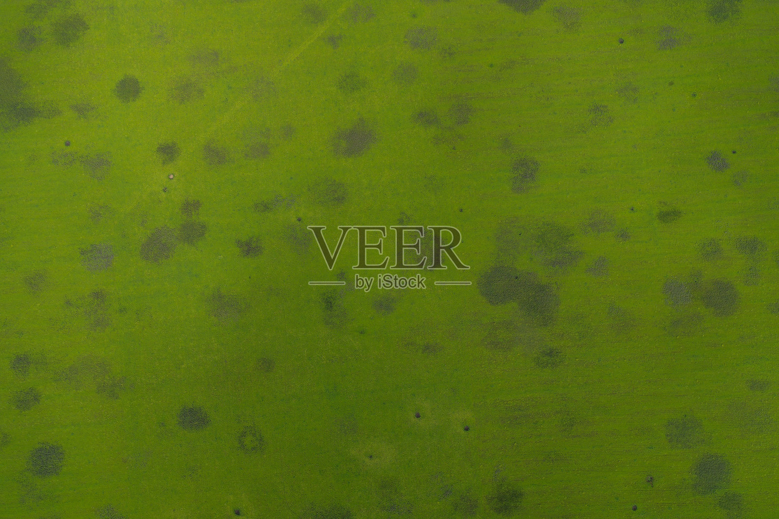高角度拍摄的亮绿色表面的抽象纹理,带有深色斑点和污迹,概念是植物病害或污染照片摄影图片