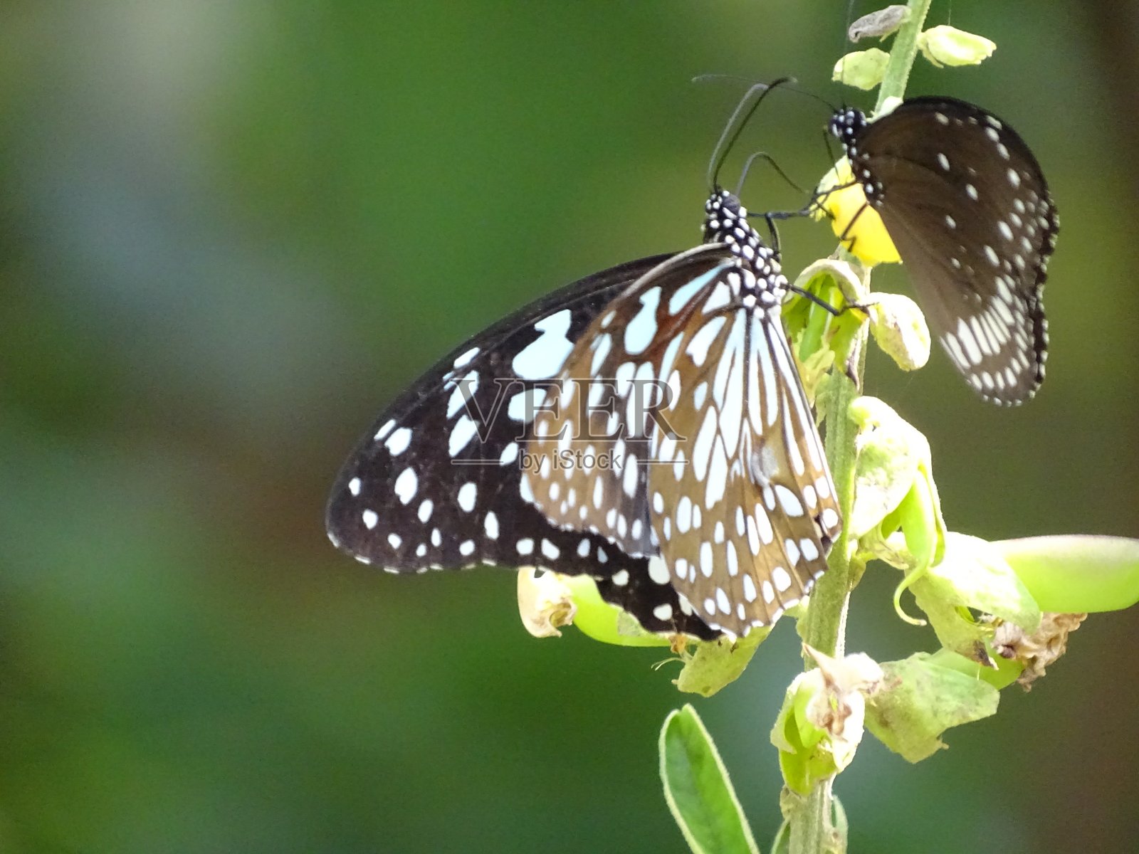 蝴蝶昆虫照片摄影图片