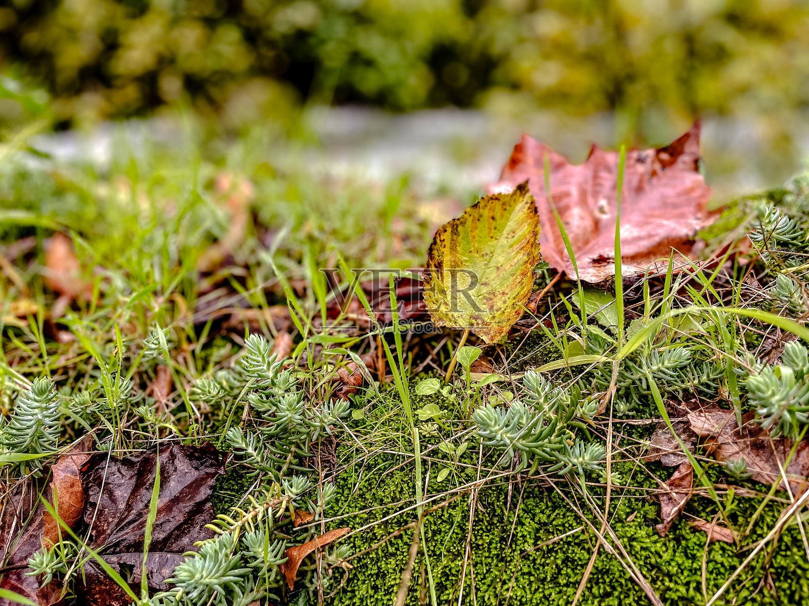 宏观镜头展示了长满苔藓和树叶的岩石纹理照片摄影图片