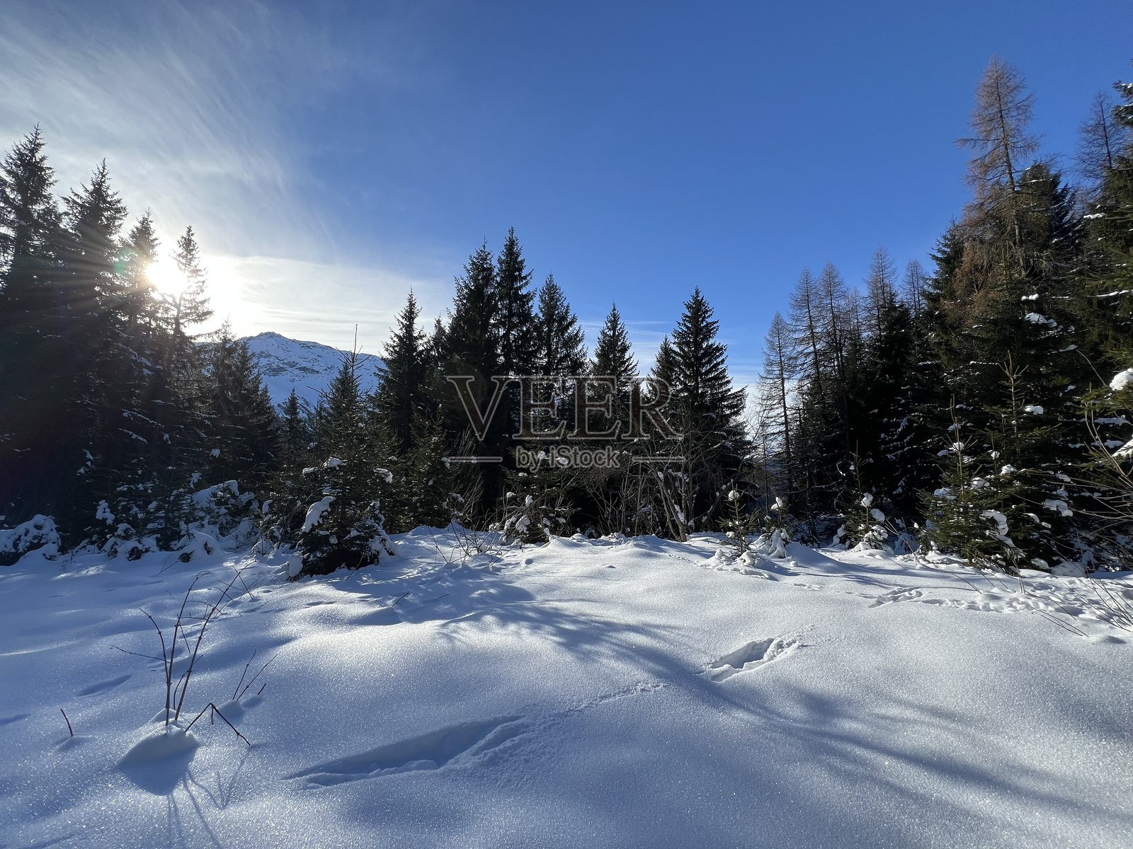 瑞士阿尔卑斯山冬季典型的景色,克洛斯特斯度假胜地(瑞士格劳宾登州)上方的阿尔卑斯树冠。照片摄影图片