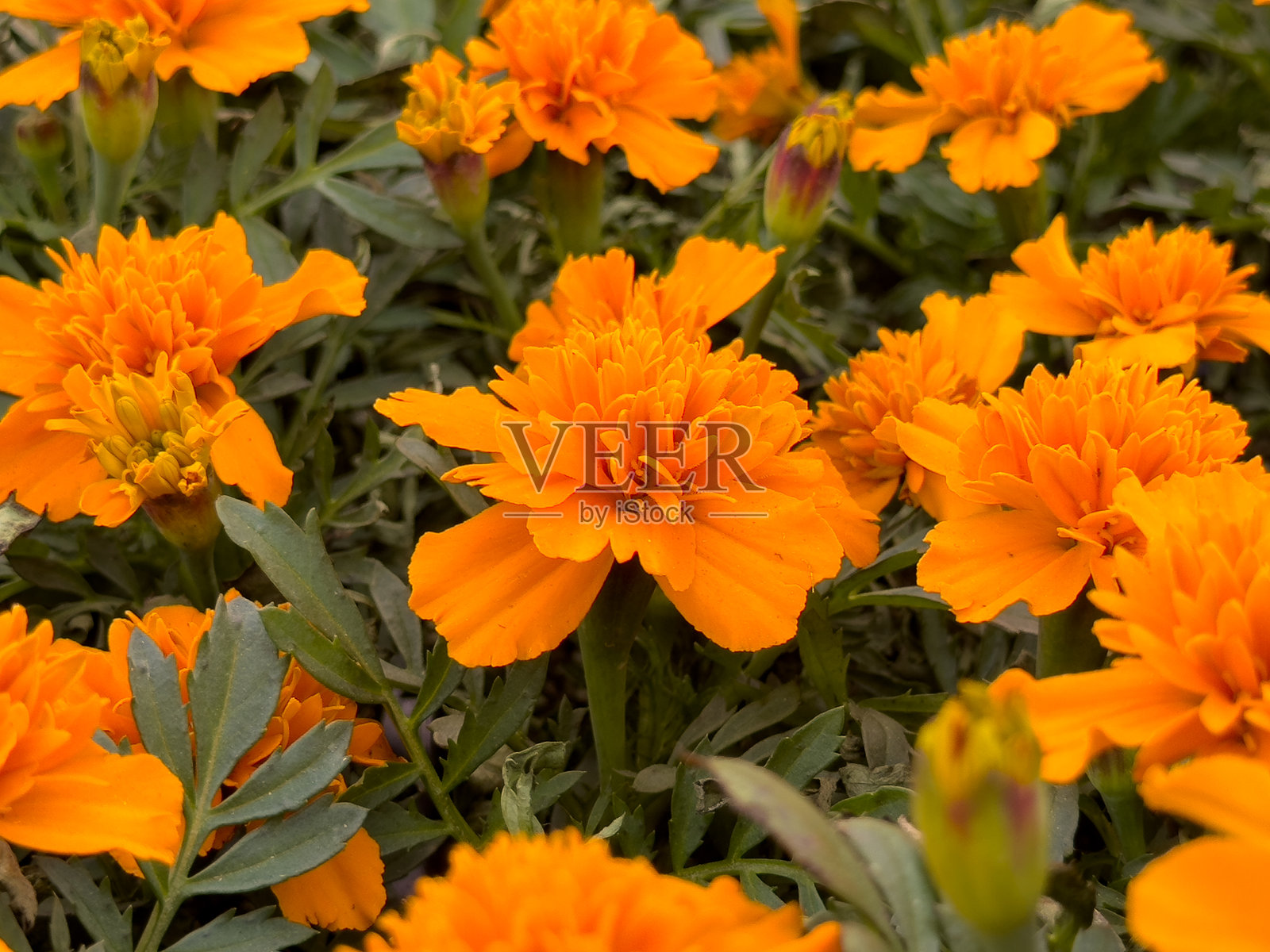 橙色的法国万寿菊照片摄影图片