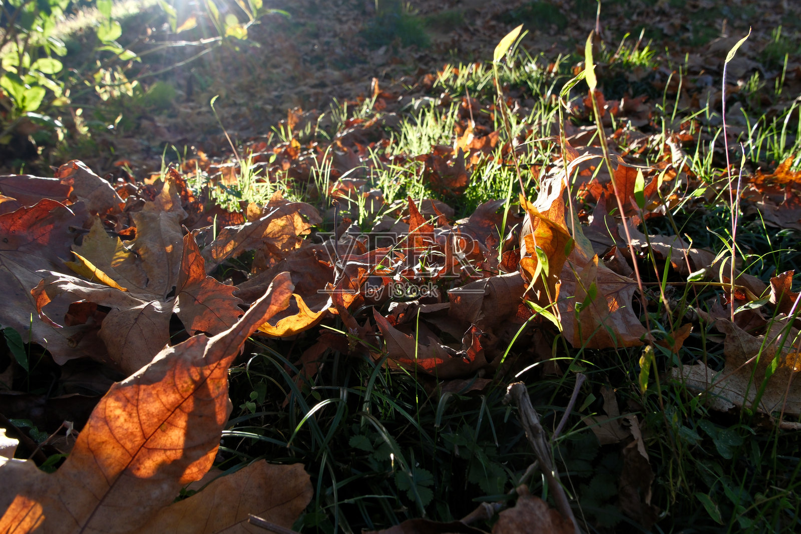 秋日公园地面上落满了树叶。绿草地上的落叶。秋季背景。照片摄影图片