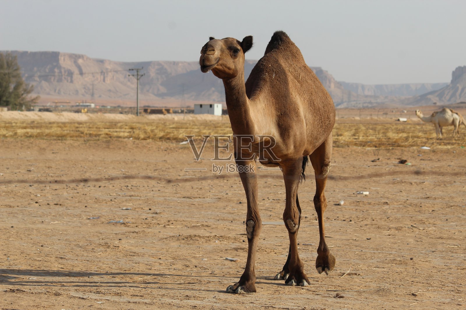 雄伟的单峰骆驼矗立在金色沙漠中。照片摄影图片