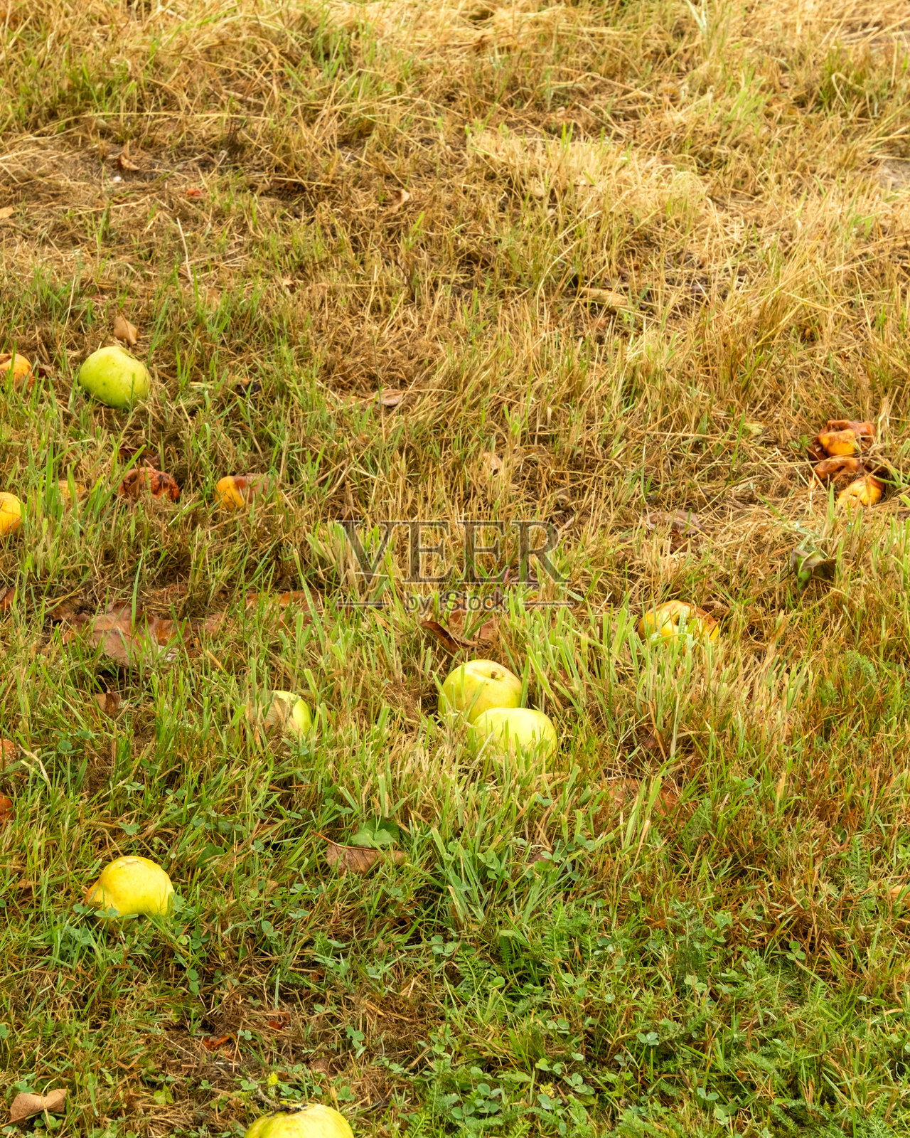 苹果烂在果园的草地上照片摄影图片