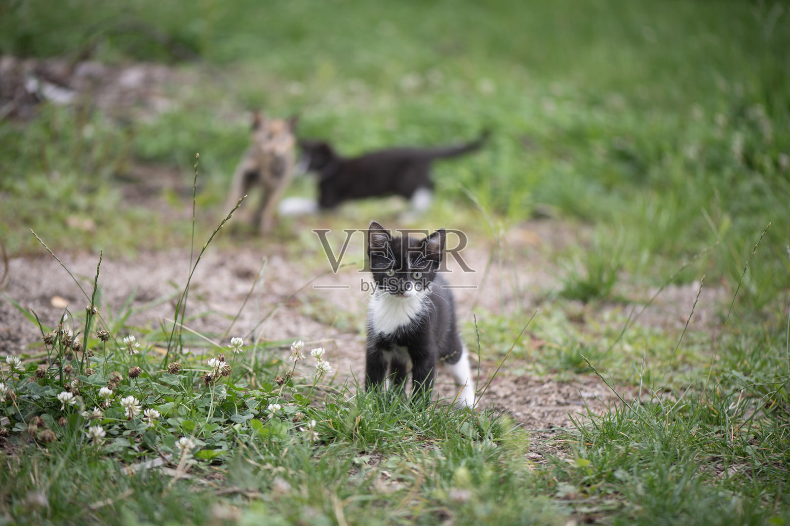 穿着燕尾服的小猫探索三叶草草坪照片摄影图片