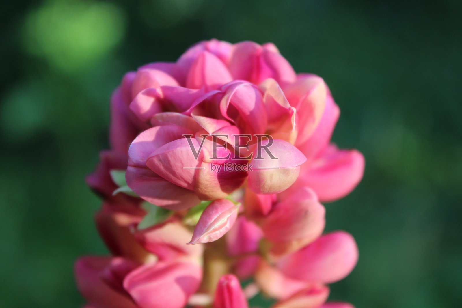 阳光下鲜艳的粉色羽扇豆花特写照片摄影图片