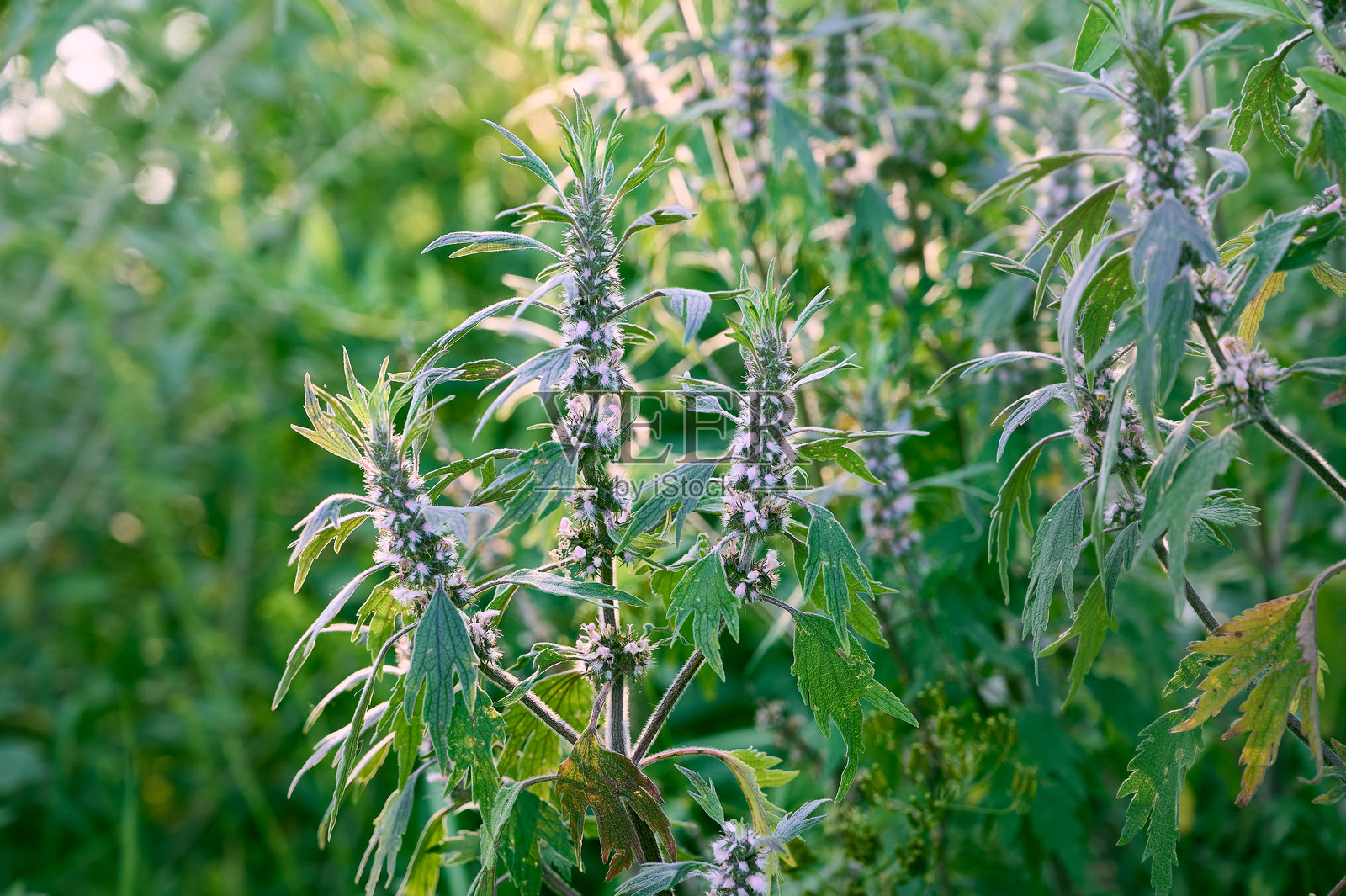益母草盛开的枝条。照片摄影图片