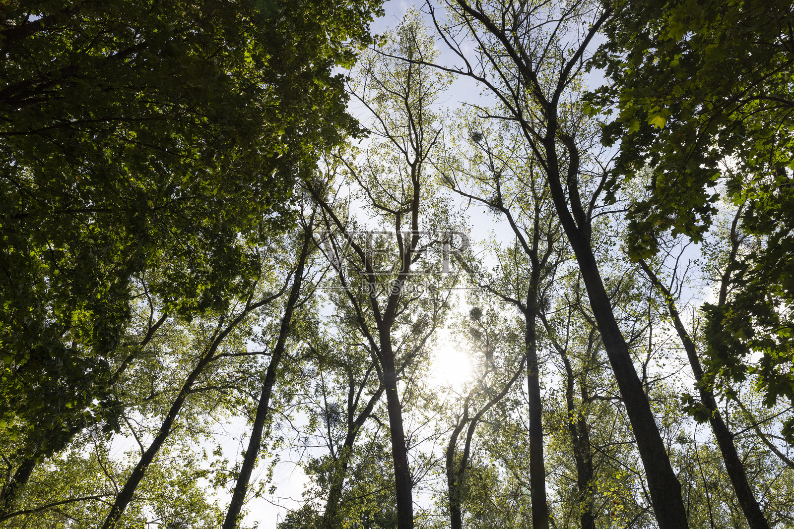 秋季初,公园里落叶乔木的绿色叶子,落叶乔木有着五彩缤纷的叶子,阳光明媚,天气温暖照片摄影图片