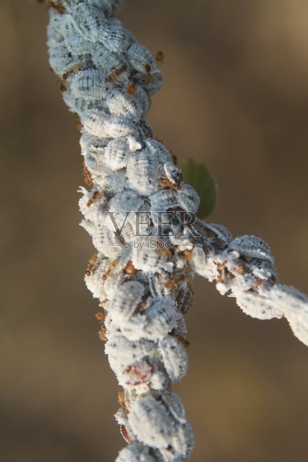 粉蚧和绵蚜照片摄影图片