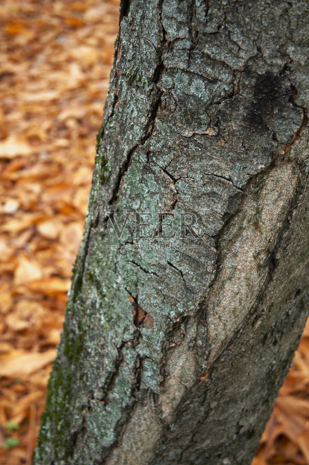 特写秋色背景下的树皮照片摄影图片