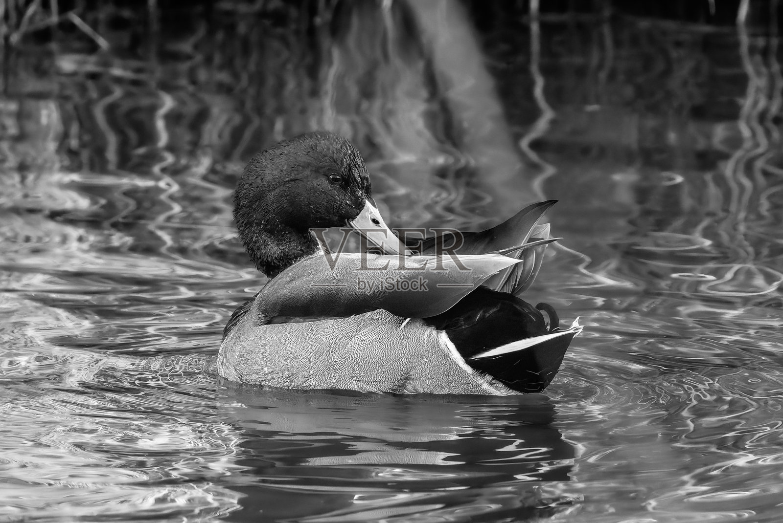 晨光中,一只野鸭在池塘表面游弋照片摄影图片