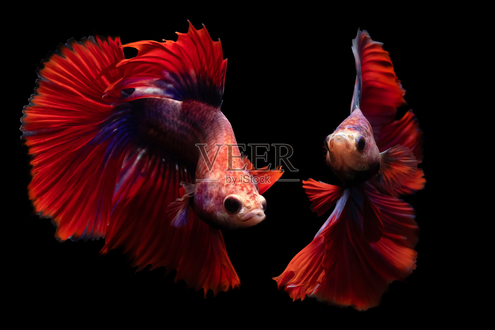 斗鱼。世界上最受欢迎的鱼类之一。一种色彩鲜艳、惹人喜爱的淡水鱼。自然背景。照片摄影图片