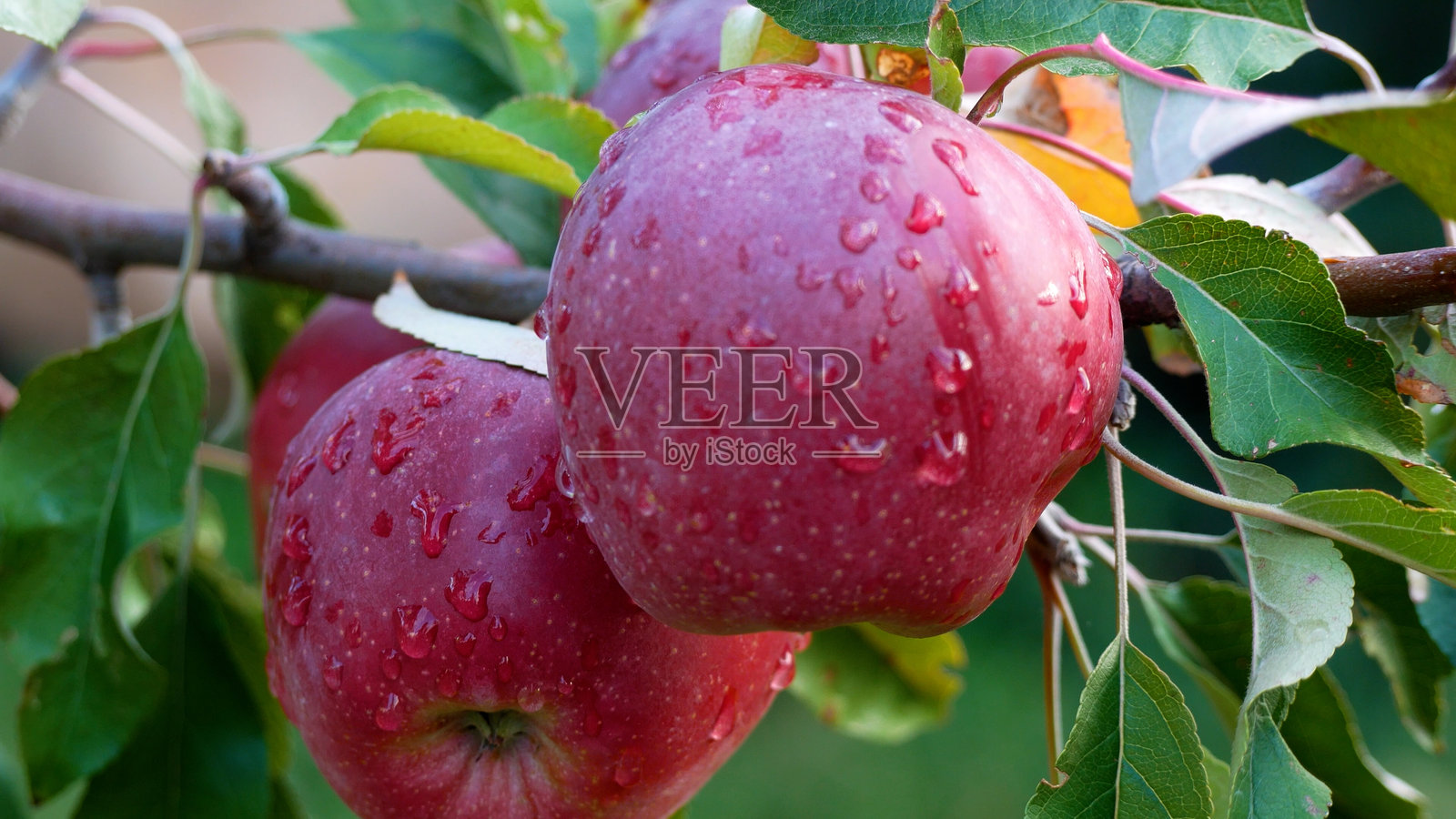 红彤彤的成熟大苹果挂在果园的苹果树枝上。照片摄影图片