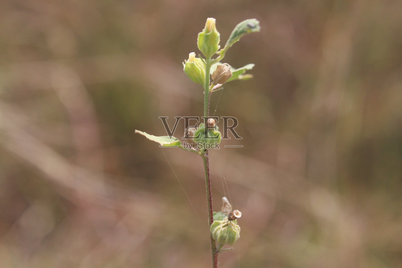 种子发芽照片摄影图片