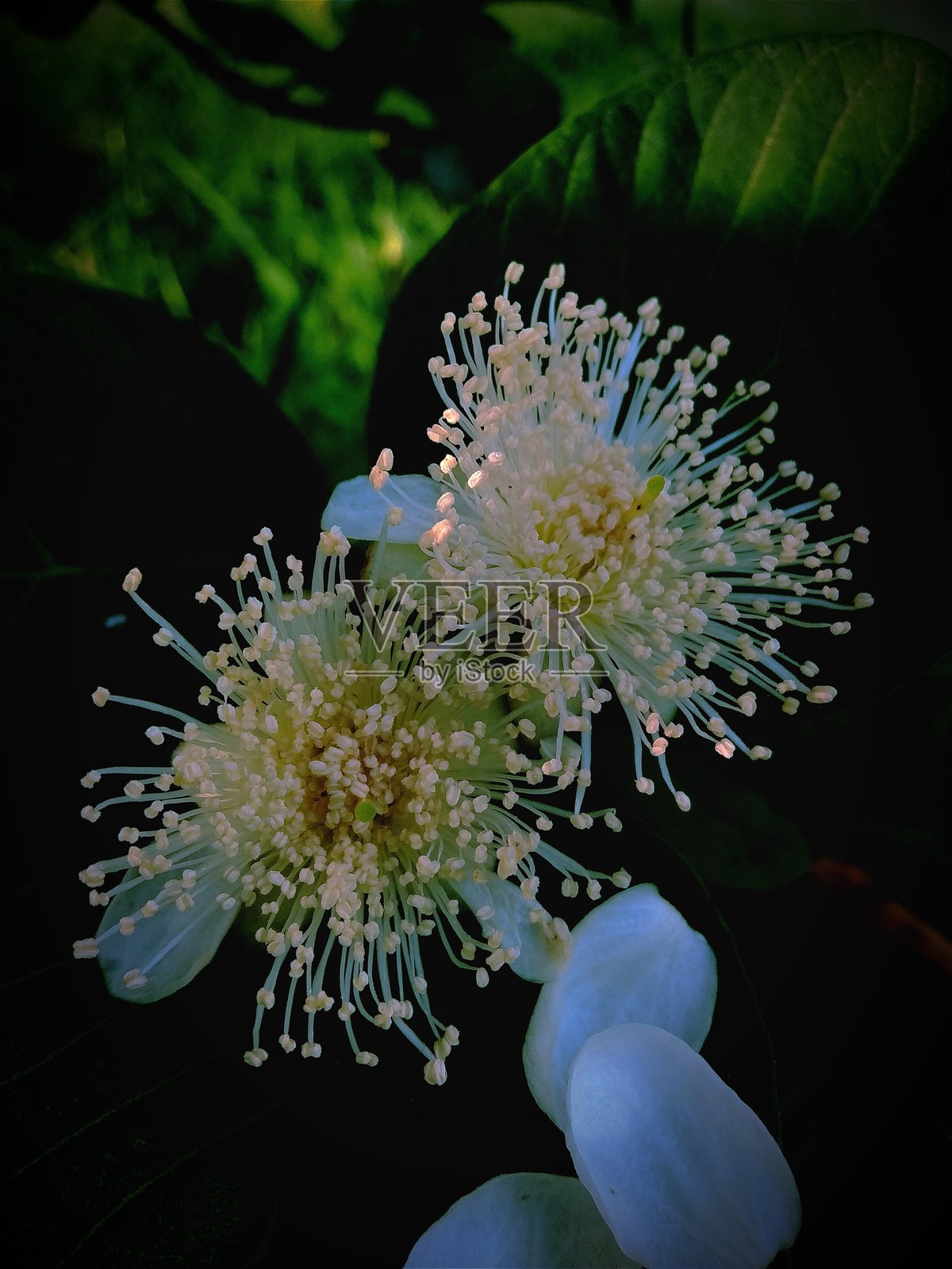 番石榴花照片摄影图片