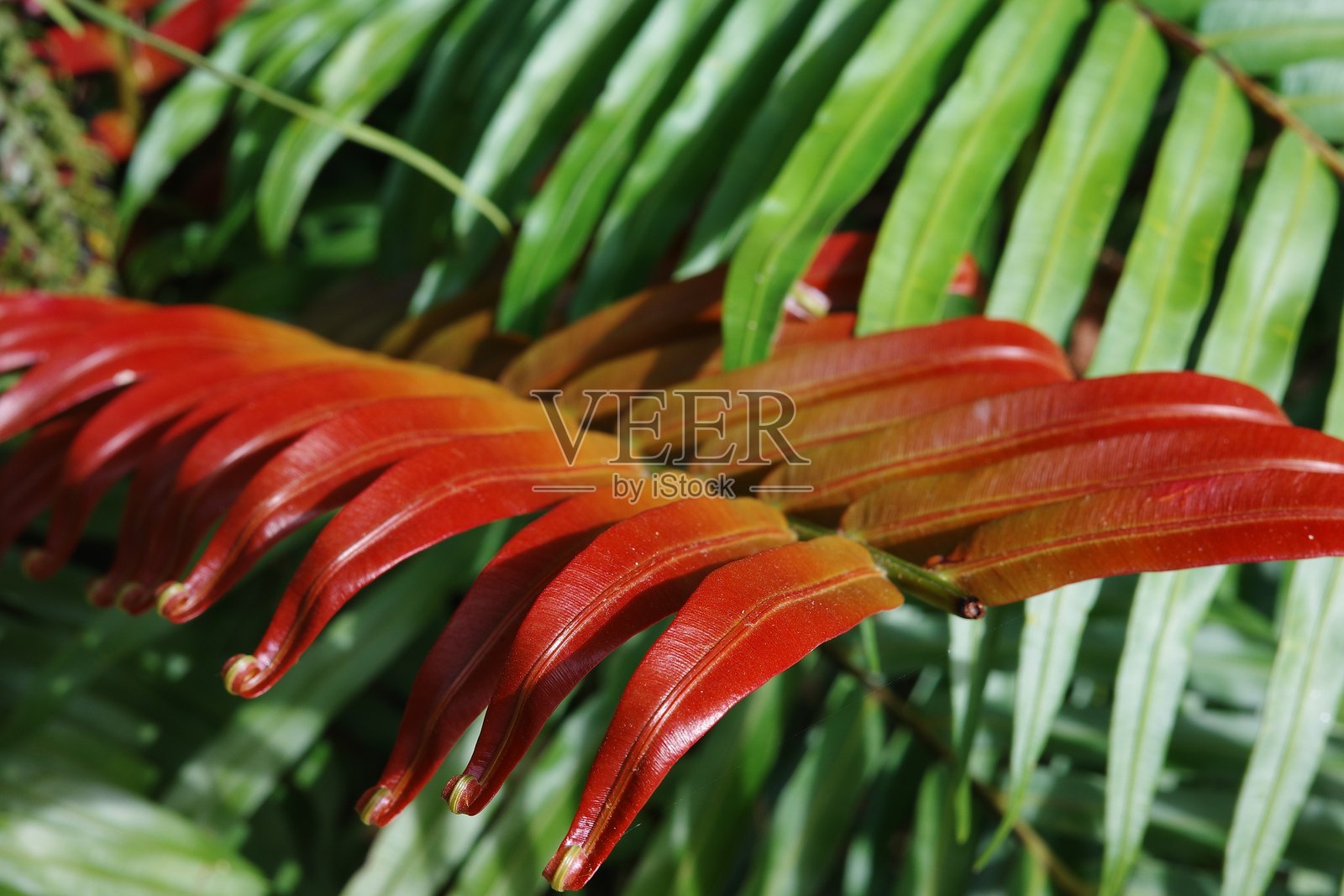 红尖叶蕨照片摄影图片