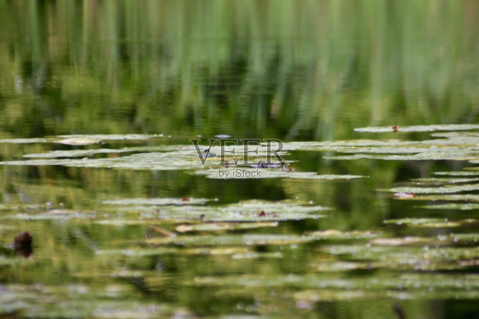 平静的水面倒映着高高的绿苇,睡莲叶漂浮在水面,在宁静的池塘环境中营造出柔和的涟漪和淡雅色彩的宁静自然景象。照片摄影图片
