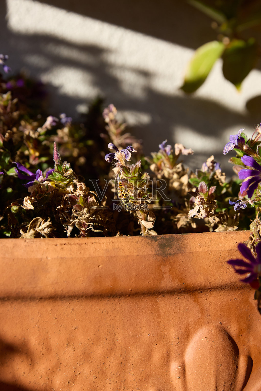 阳光下,陶土花盆的细节微距视图,里面有枯萎和盛开的紫色花朵照片摄影图片