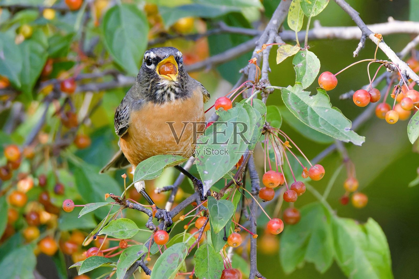 美洲知更鸟栖息在浆果枝头照片摄影图片
