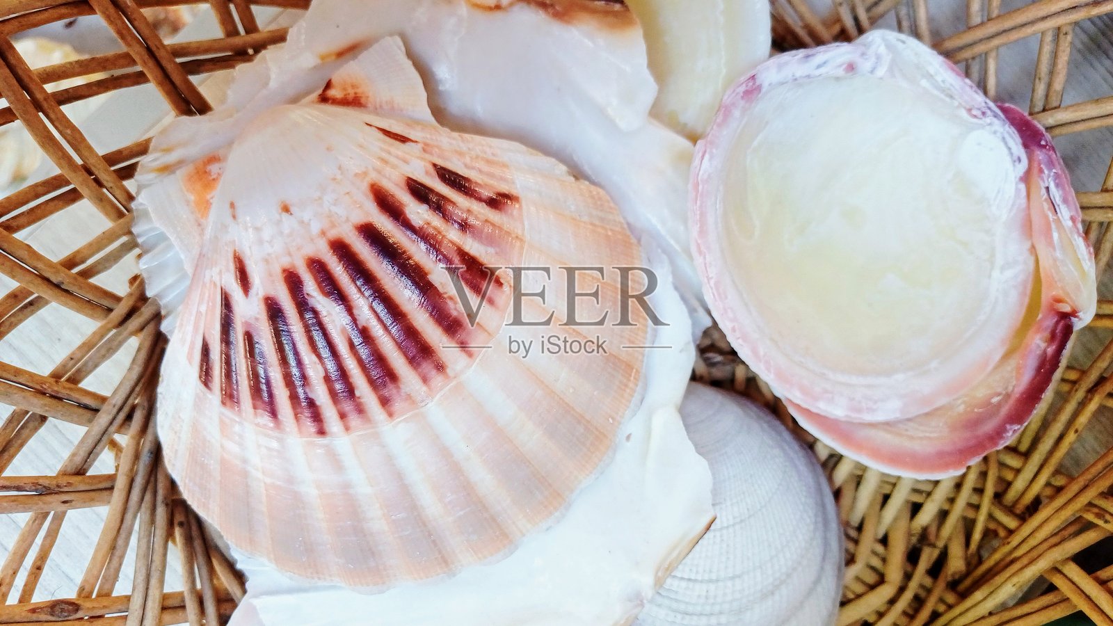 海螺背景照片摄影图片