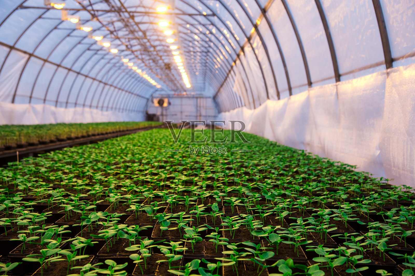 温室里的植物在生长照片摄影图片