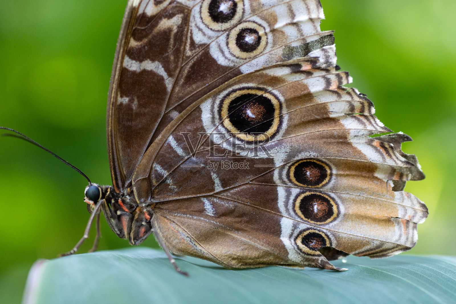 蓝闪蝶(Morpho peleides)的翅膀细节特写,摄于英国德文郡达特穆尔水獭和巴克斯特蝴蝶园。照片摄影图片