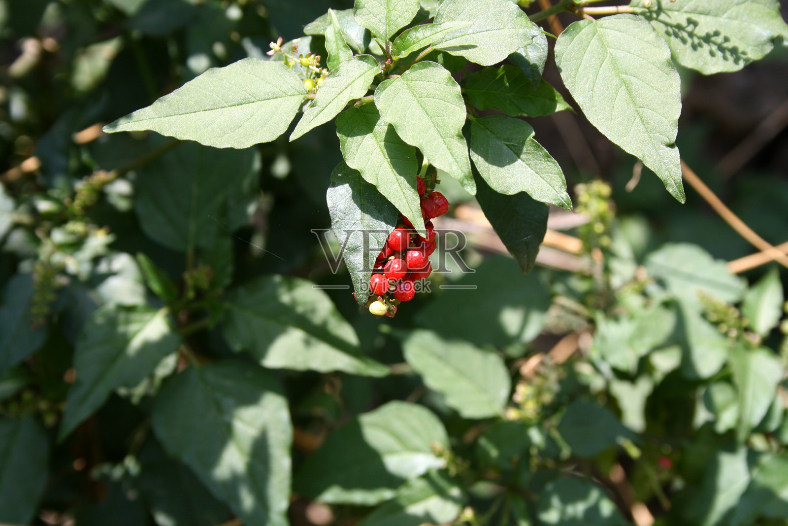 带有光泽、鲜红色果实(浆果)的血根草(Rivina humilis)植物。照片摄影图片