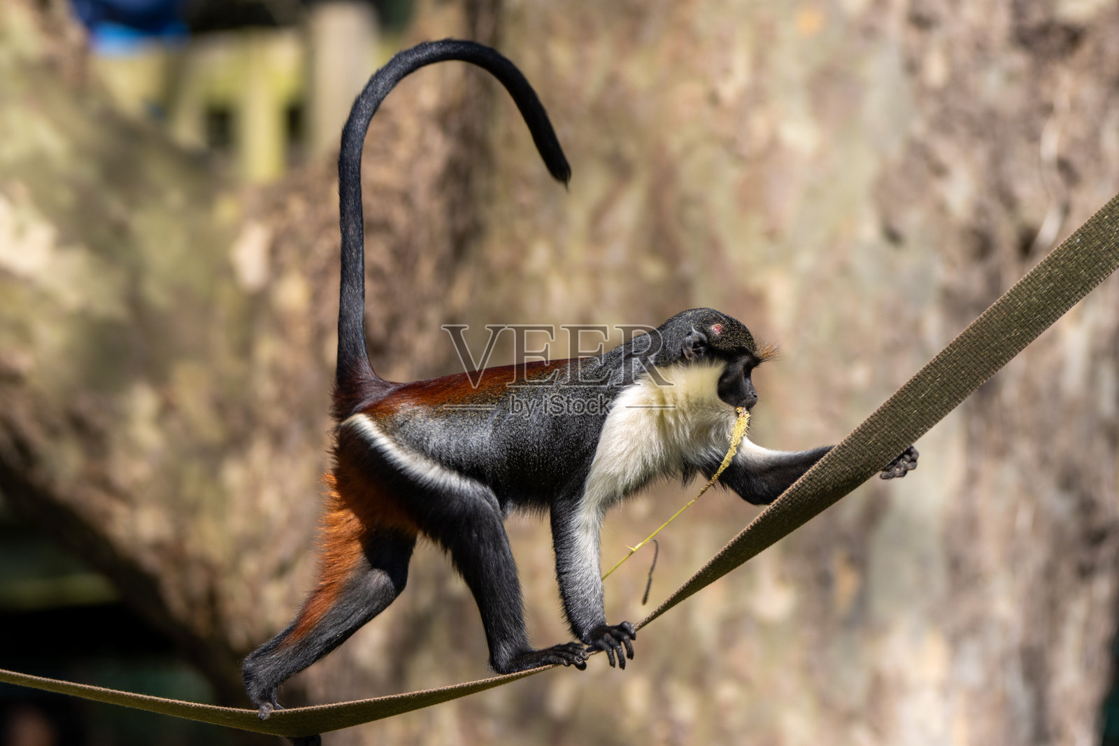 一只戴安娜长尾猴(Cercopithecus diana)在英国德文郡佩恩顿动物园,在自然的绿色背景下,独自走在细线上照片摄影图片