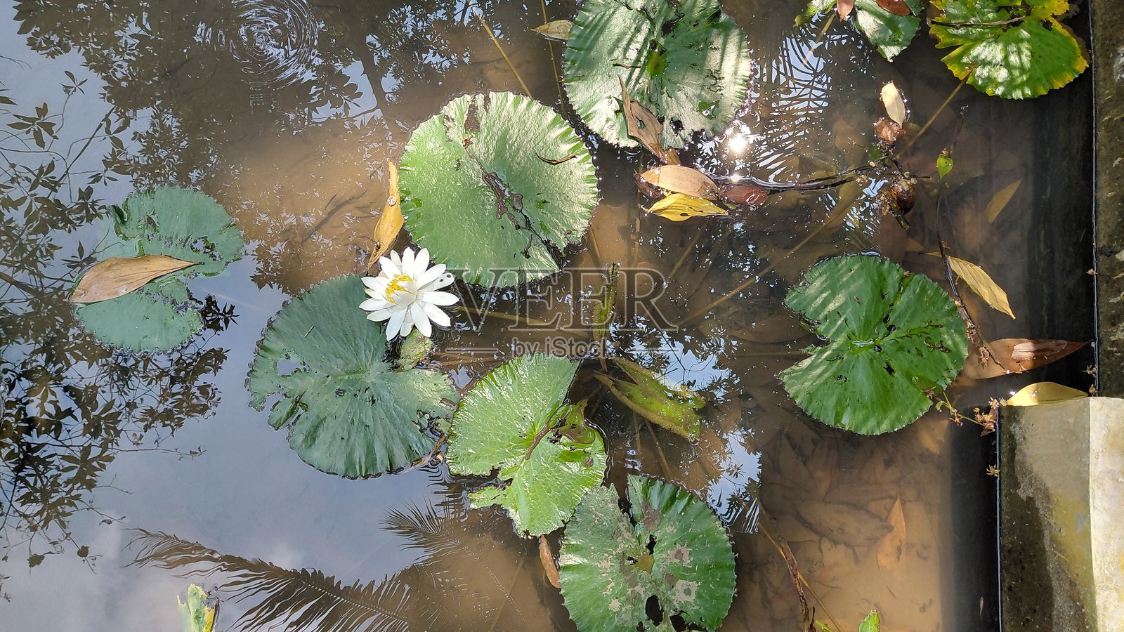 热带花园中,一朵白睡莲漂浮在平静的池塘上,周围环绕着绿色的荷叶。照片摄影图片