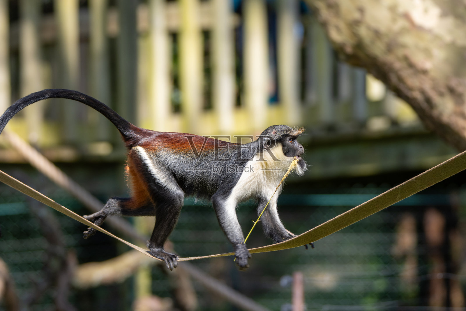 一只独立的迪安娜猴(Cercopithecus diana)在英国德文郡佩恩顿动物园,于自然绿色背景下走在细线上照片摄影图片
