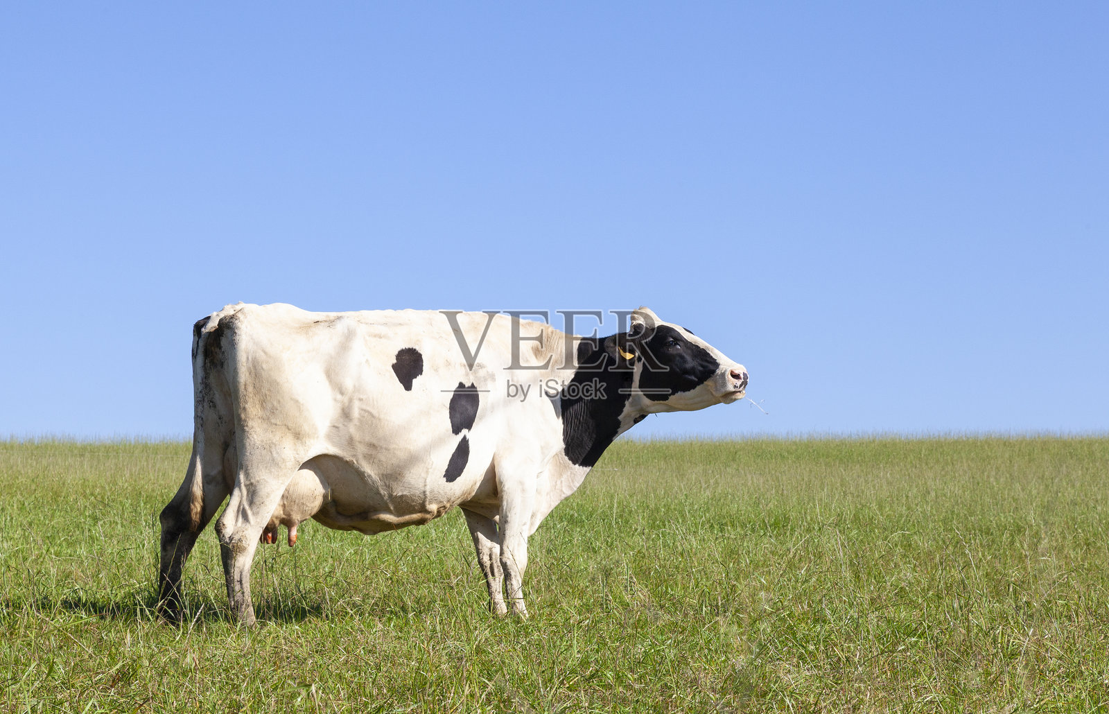 一只黑白花奶牛在天际线上反刍照片摄影图片