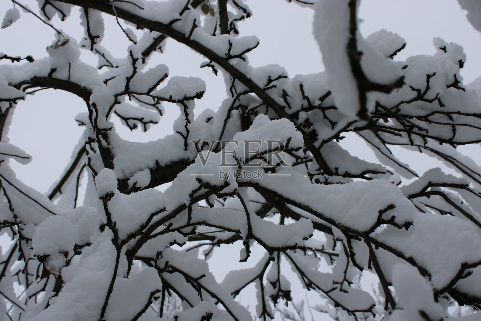 阴天时,公园里白雪覆盖的树枝构成了一幅宁静的冬日景象照片摄影图片