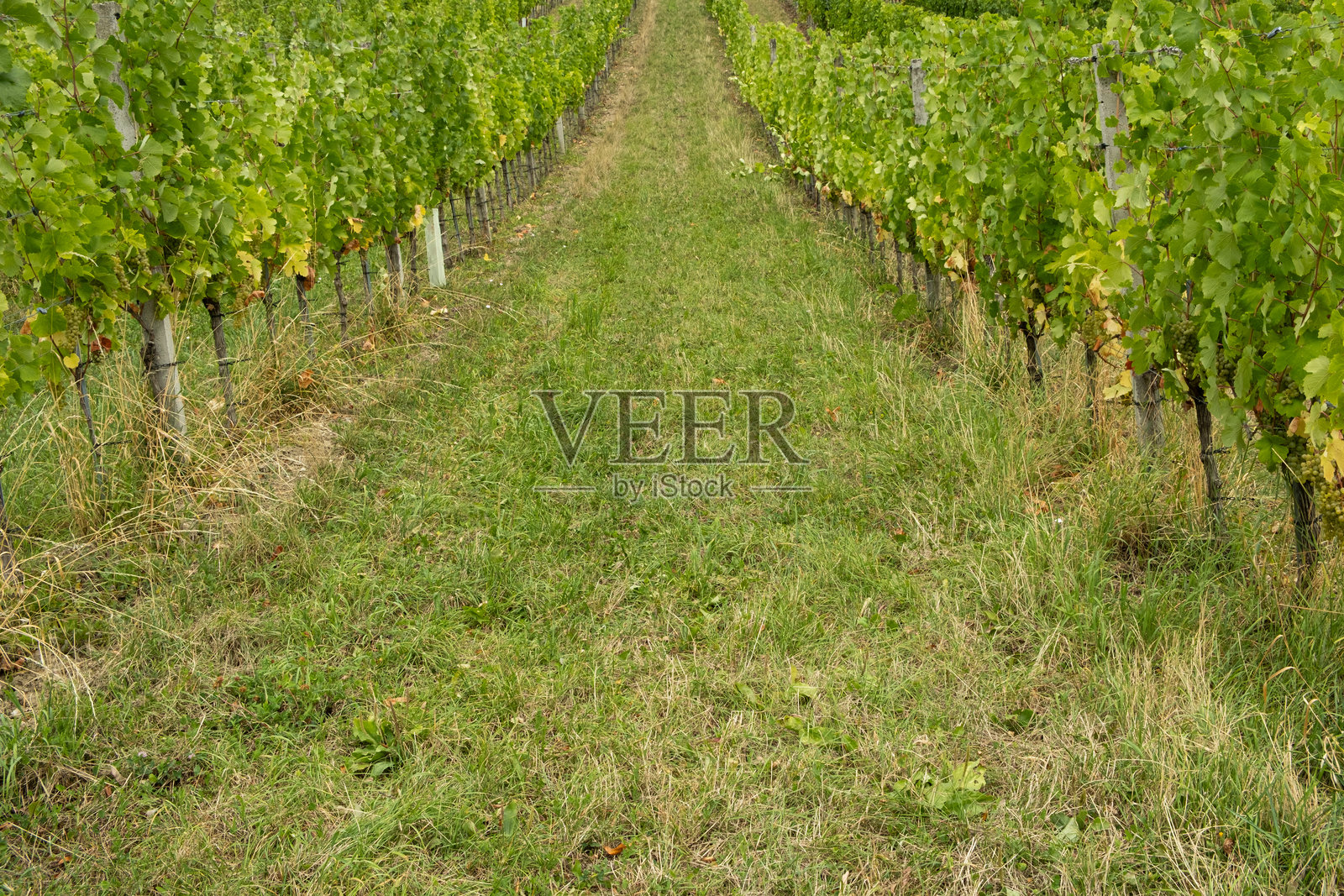 欧洲美丽的葡萄园风光,绿色的藤蔓,成熟的葡萄和连绵的乡村山丘照片摄影图片